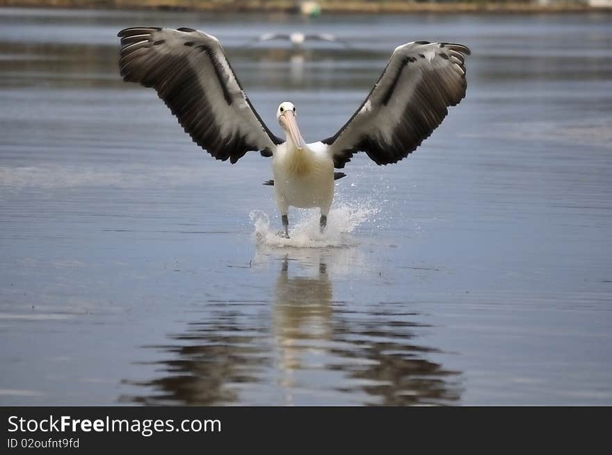 Pelican landing on water front on