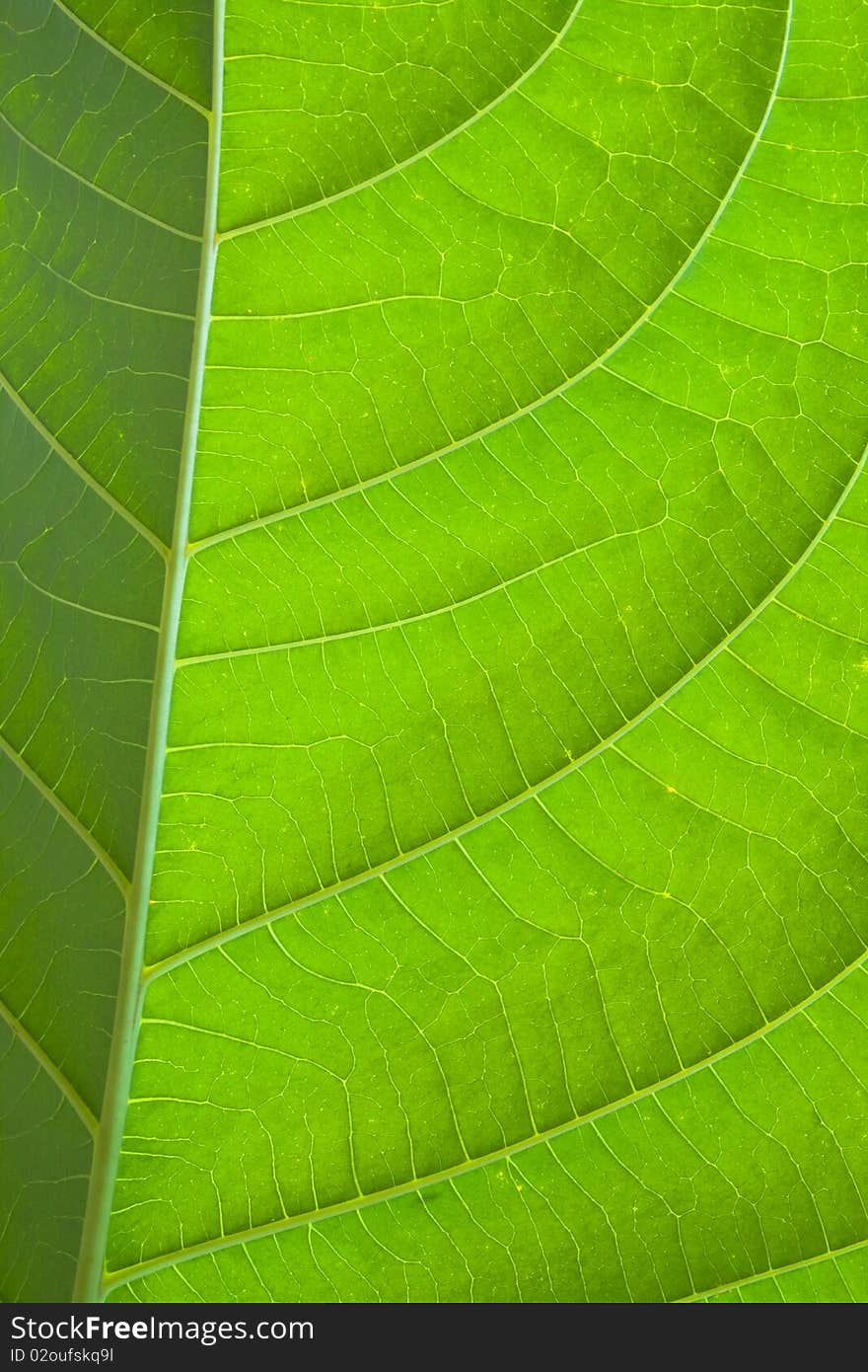 Leaf of a plant close up