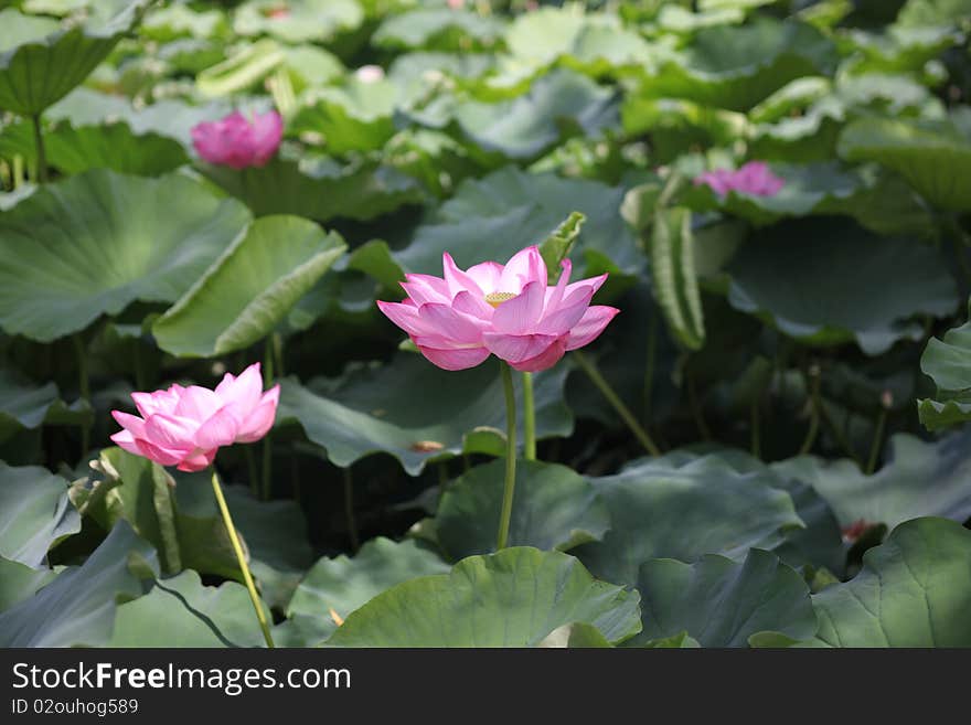 Lotus flowers