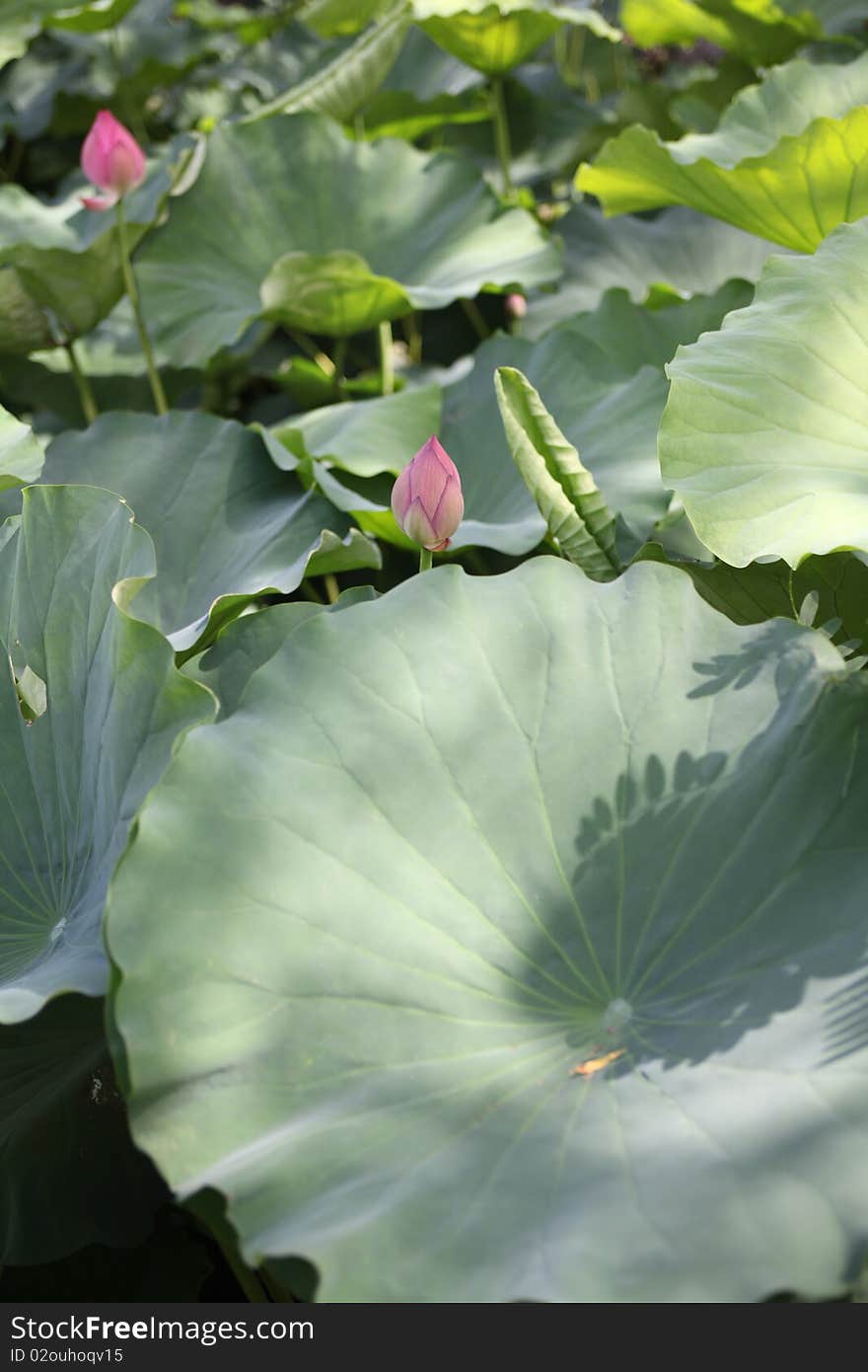 Lotus flowers