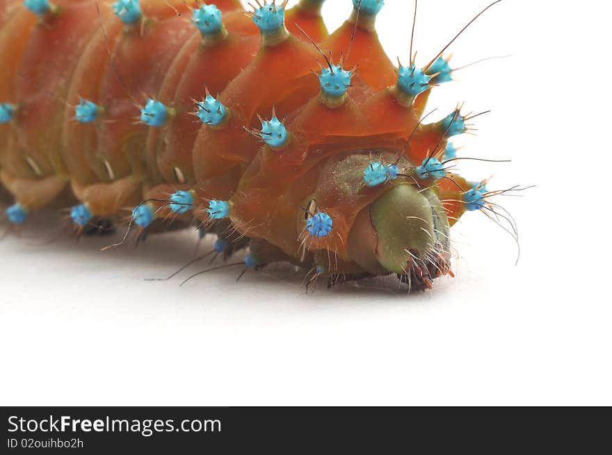 Brown caterpillar on white background. Brown caterpillar on white background