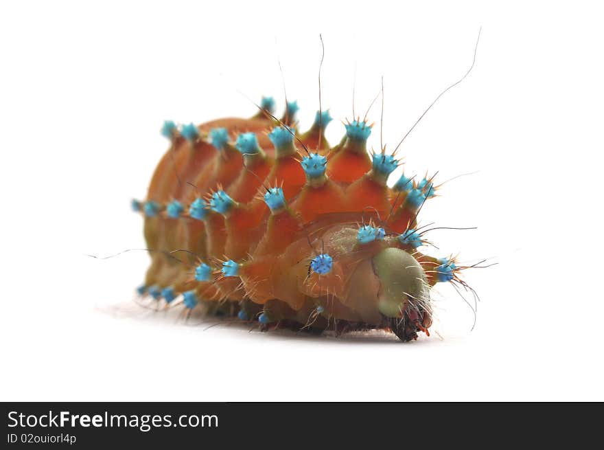 Brown caterpillar on white background. Brown caterpillar on white background