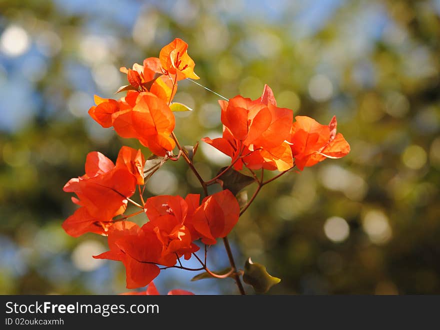 Bougainvillea