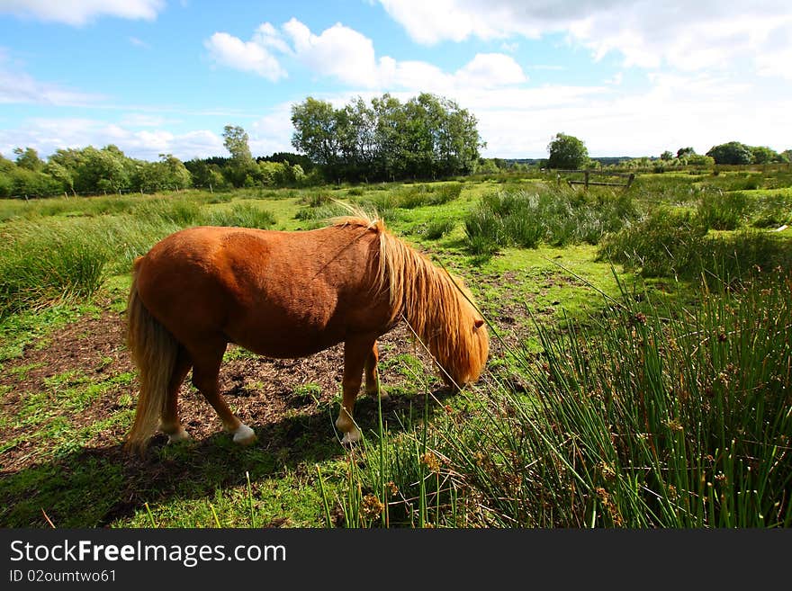 Young pony eating grass in the park