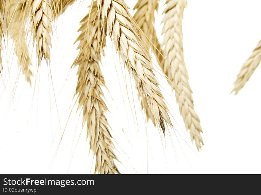 Spikes are isolated on a white background. Spikes are isolated on a white background