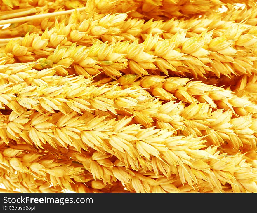 Background from wheat macro photography