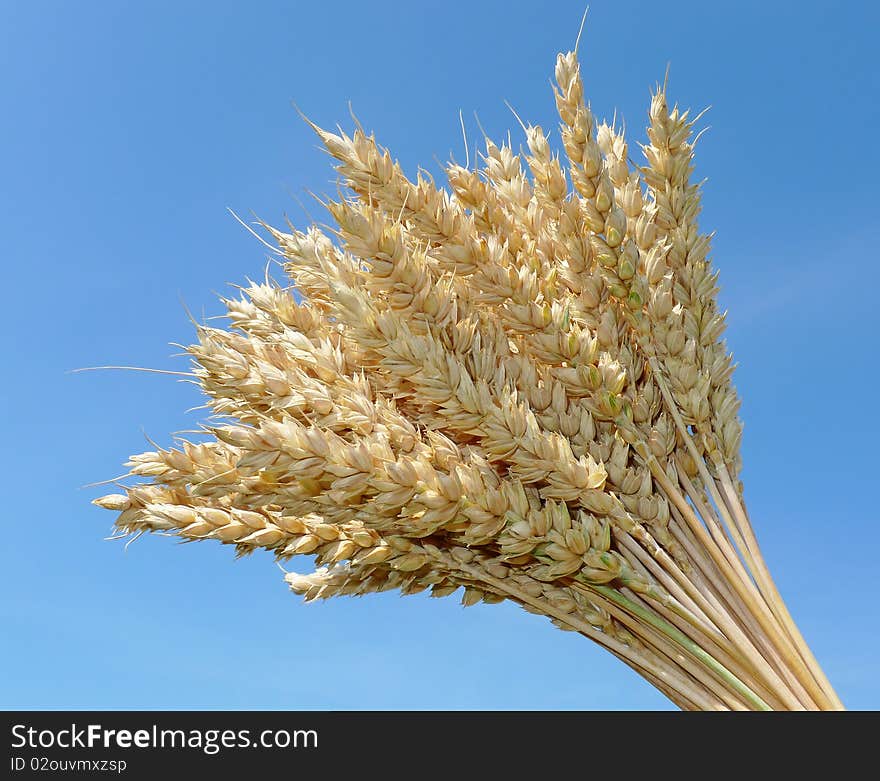 Wheat  spikes isolated on the blue background. Wheat  spikes isolated on the blue background