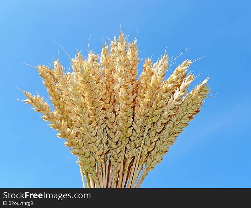 Wheat spikes isolated on the blue background. Wheat spikes isolated on the blue background