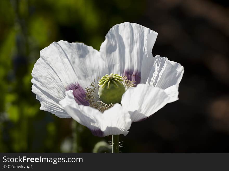 Beautiful poppy fields in summer