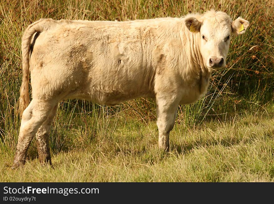 Irish cows are waiting for theirs time. Irish cows are waiting for theirs time