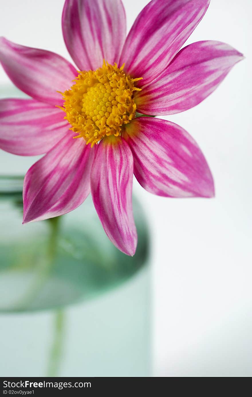 Red flower for the glass bowl on a white background