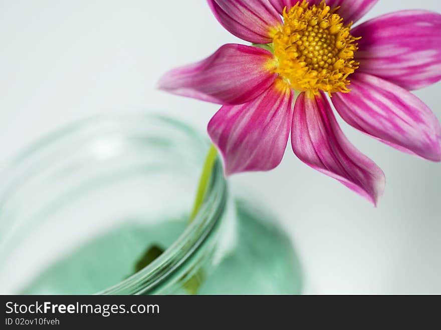 Red flower for the glass bowl on a white background