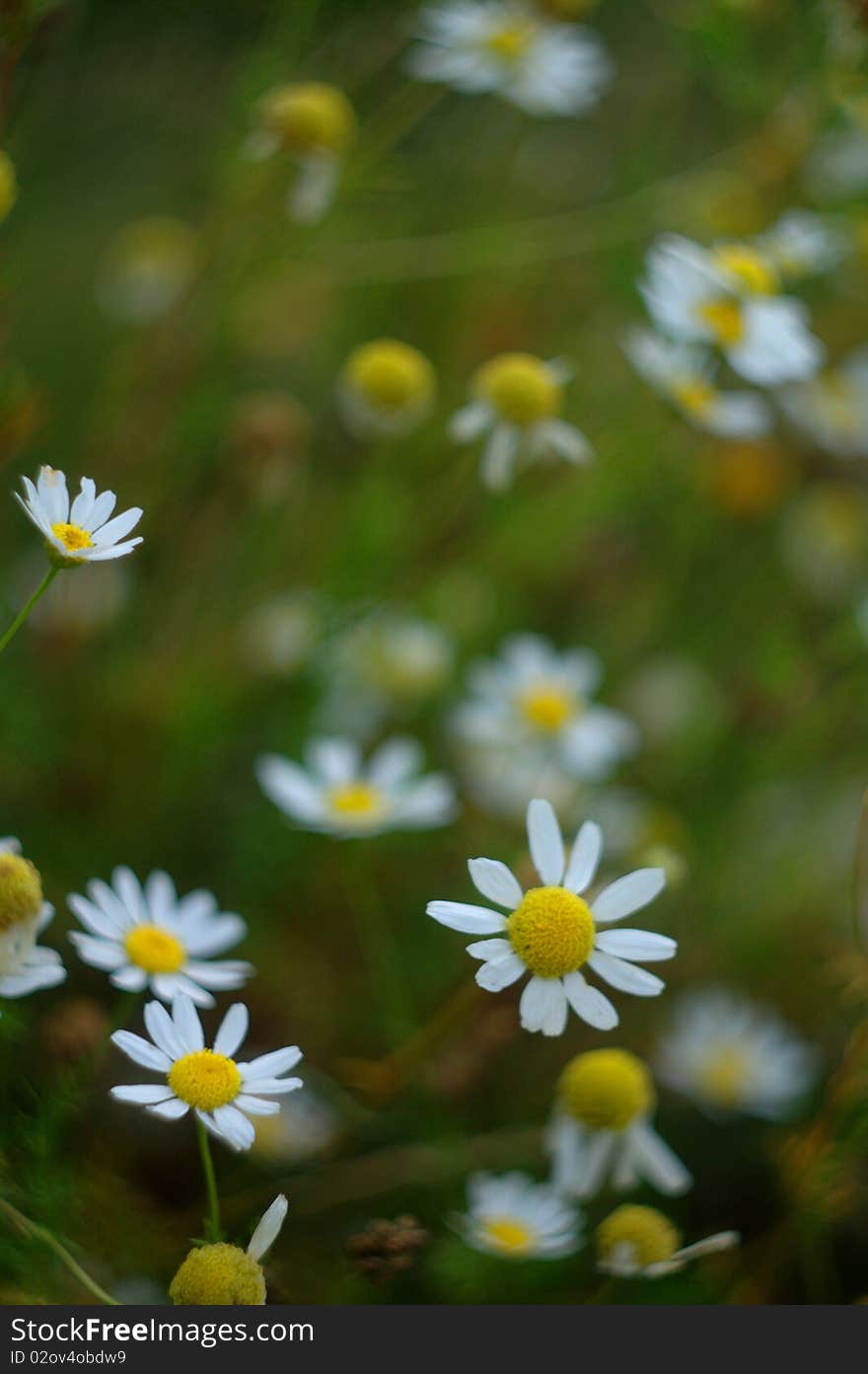 Flower bouquet