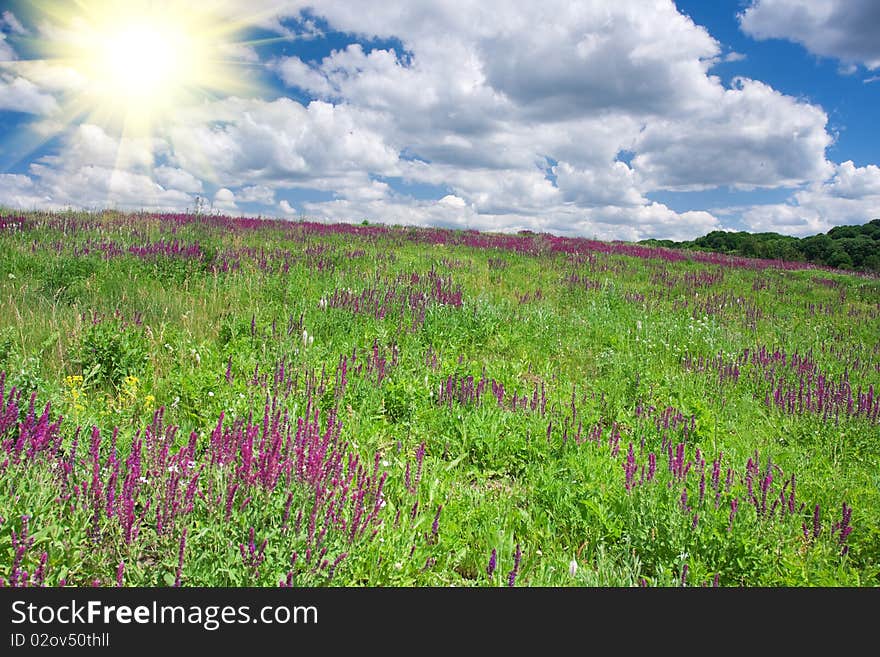 Landscape with green field at sunny day