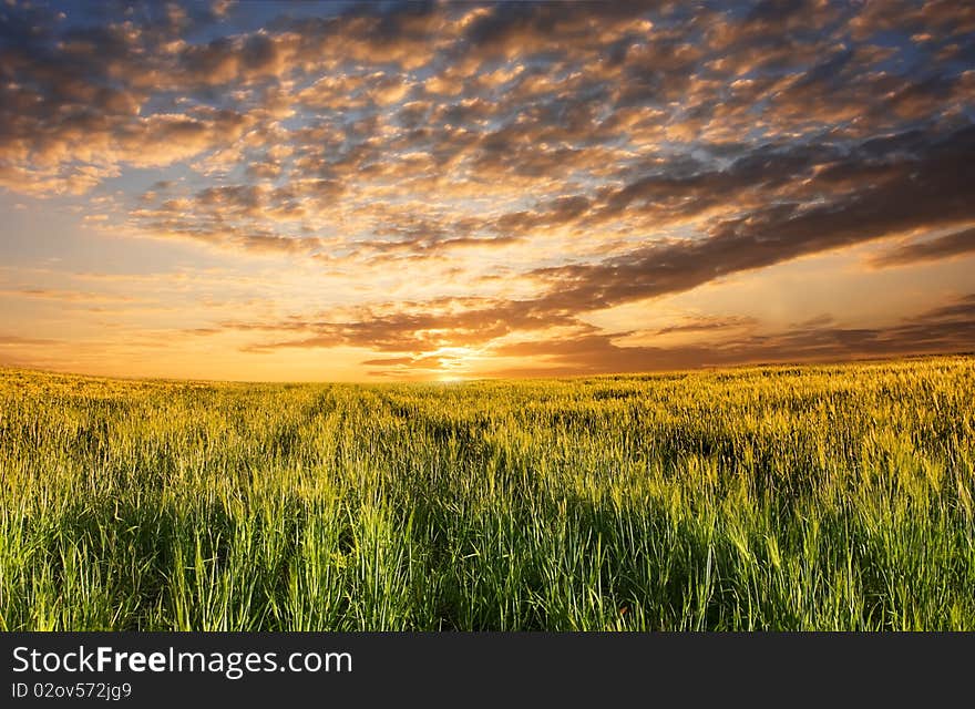 View of field with sprouts of rye. View of field with sprouts of rye