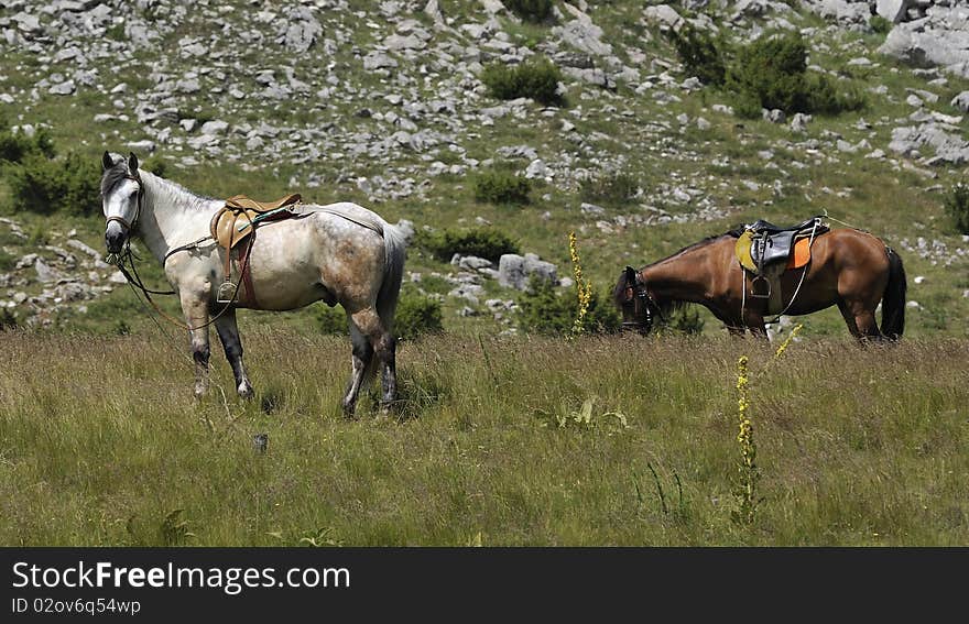 Two Horses from the mountain from Macedonia