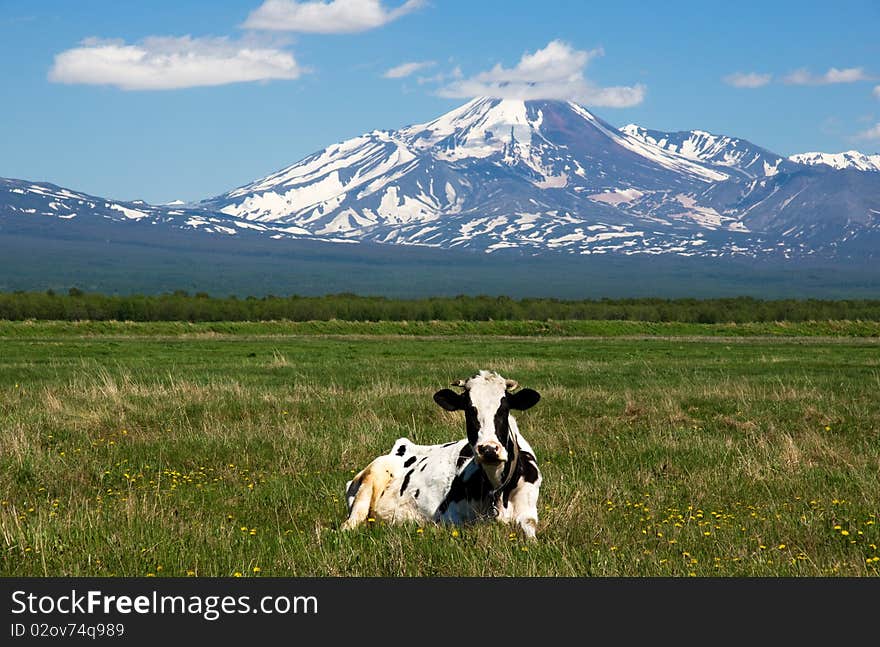 Cows grazing on a green pasture near mountains