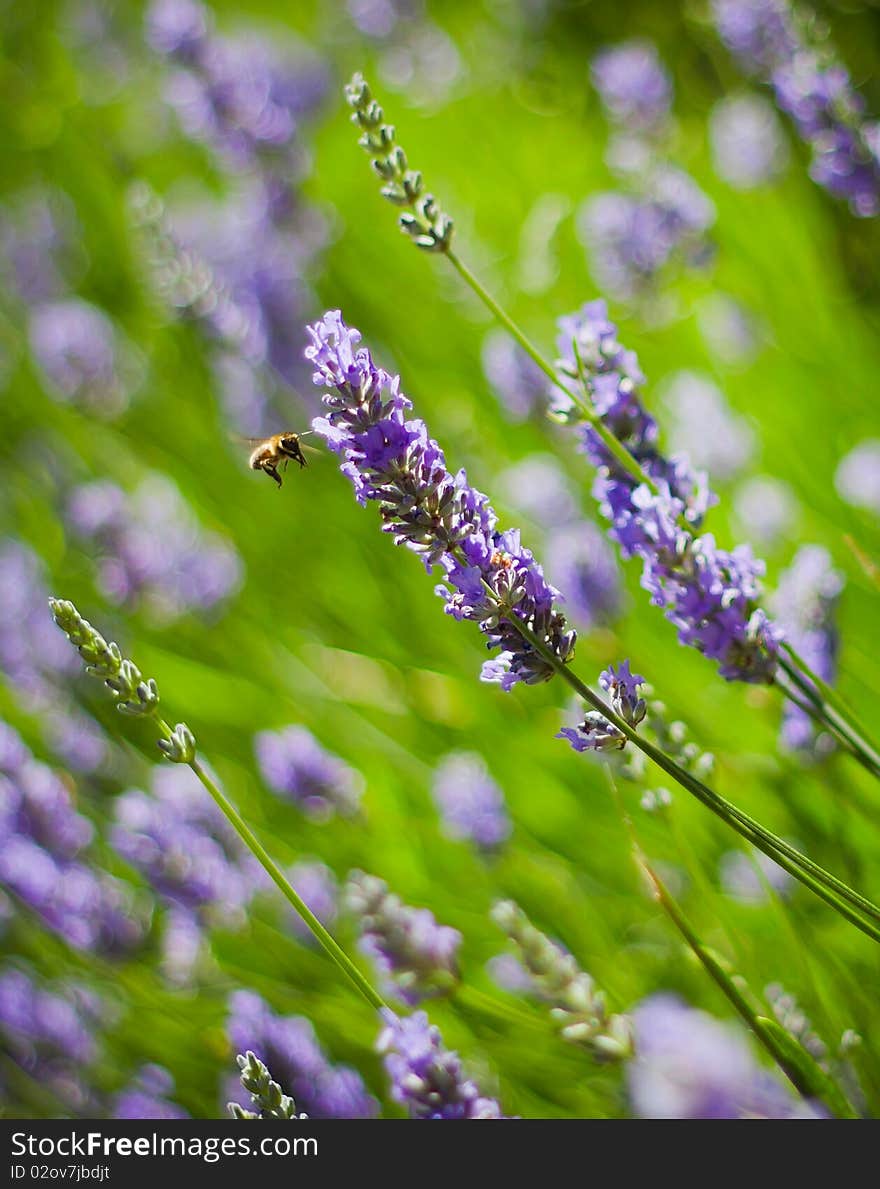 Flowers of lavender with flying bee. Flowers of lavender with flying bee