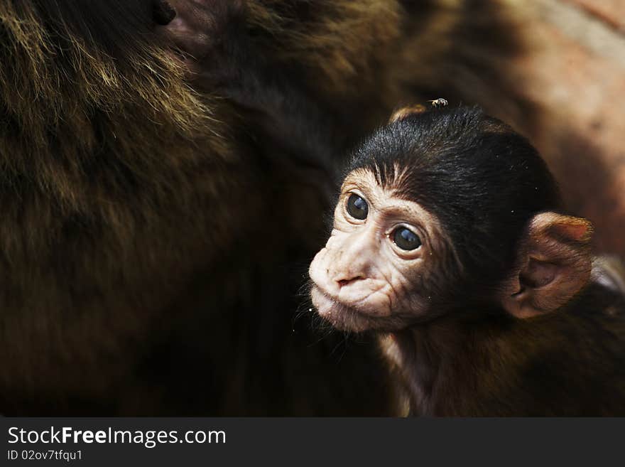 The one of wild life colony monkeys in Europe, Gibraltar. July 2010. The one of wild life colony monkeys in Europe, Gibraltar. July 2010