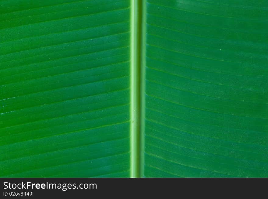 Banana leaf background