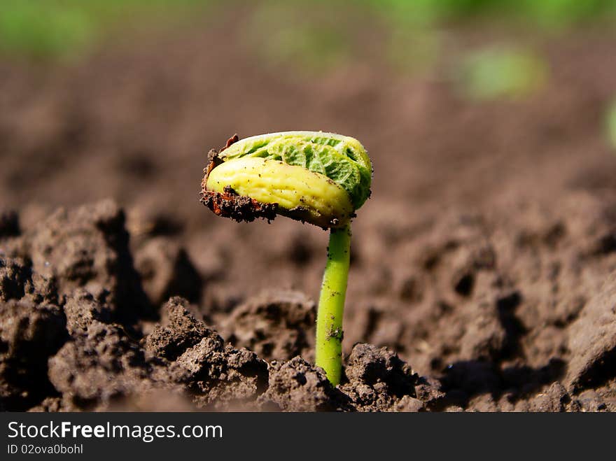 Young sprout beans made his way through the earth