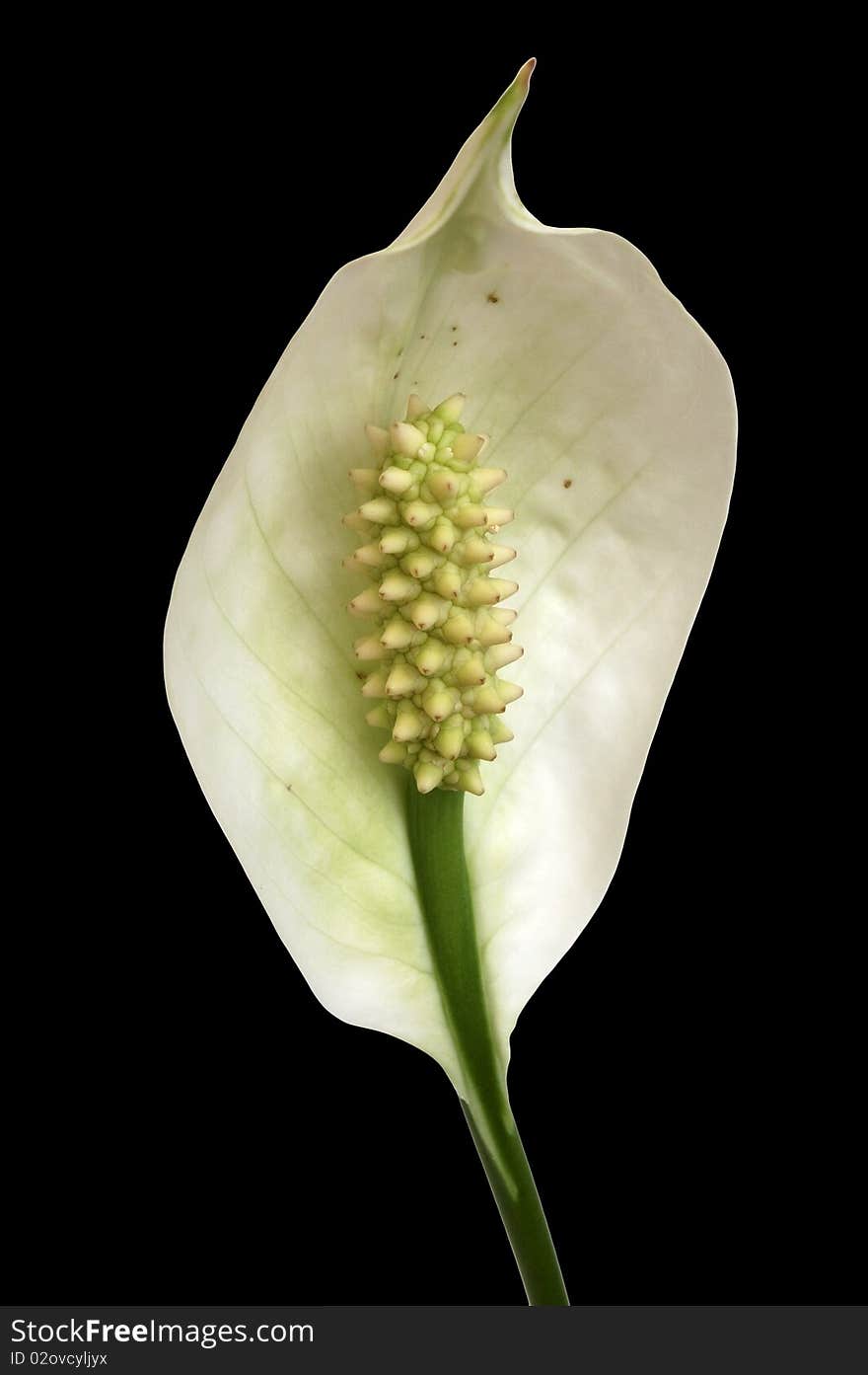 Isolated spathiphyllum flower