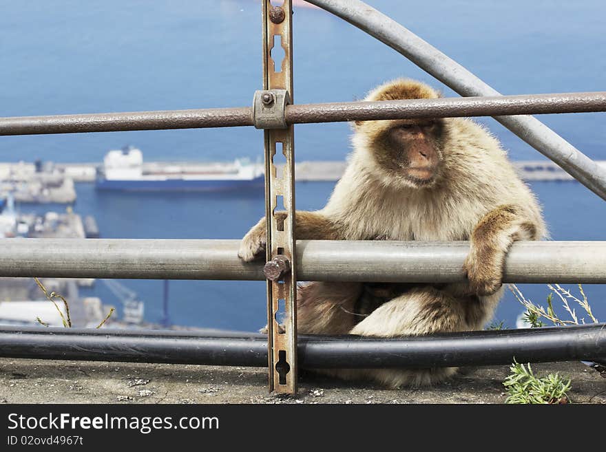 Macaques colony, Gibraltar, July 2010