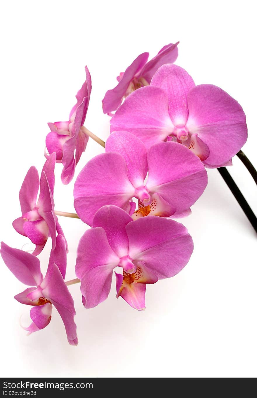 Pink Orchid