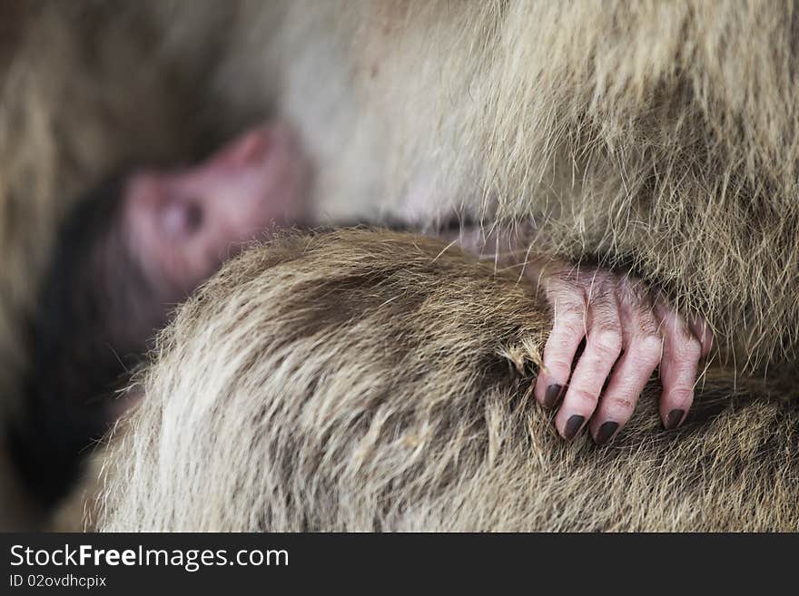 Macaques