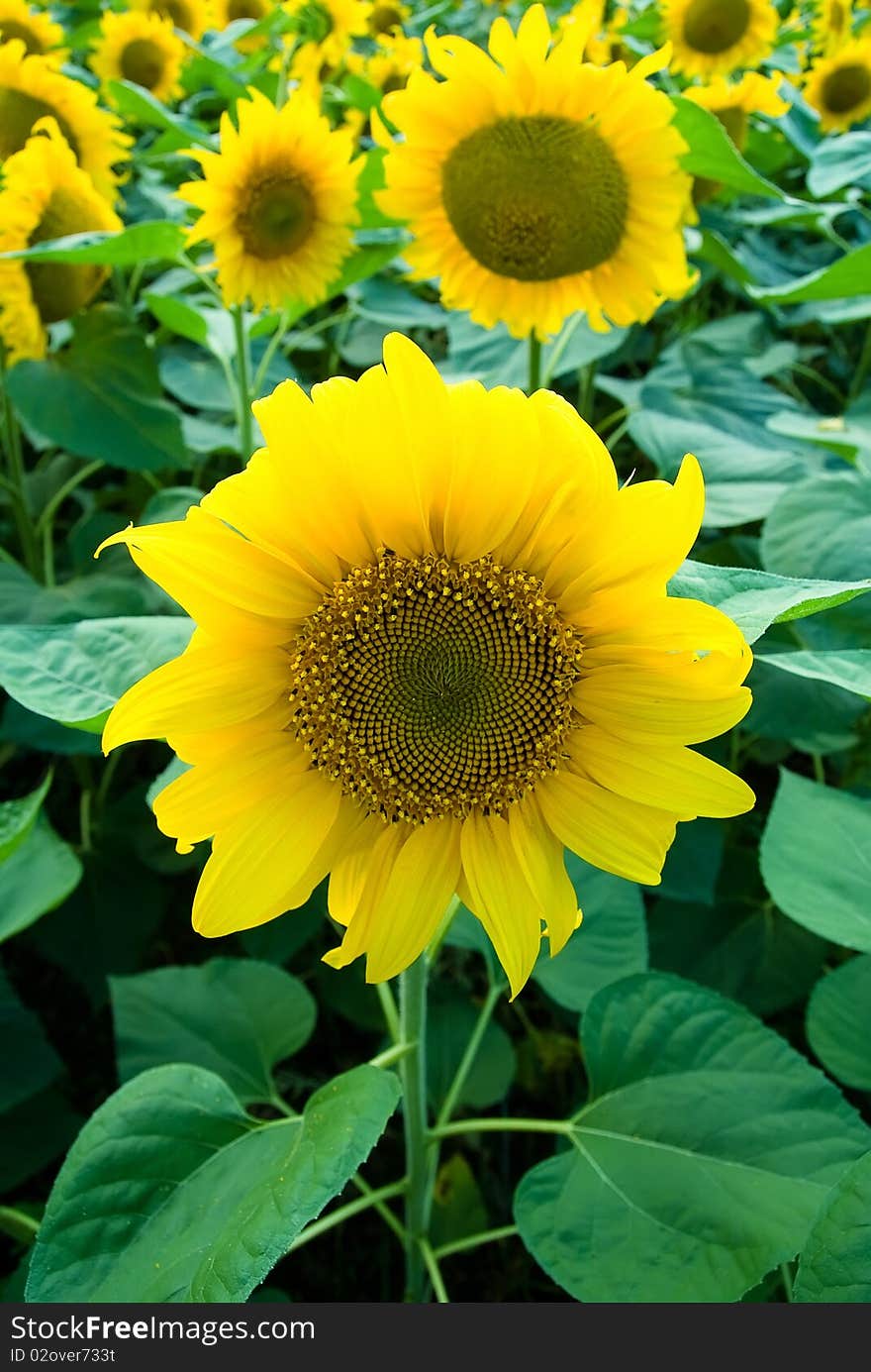 Field of ripening sunflowers