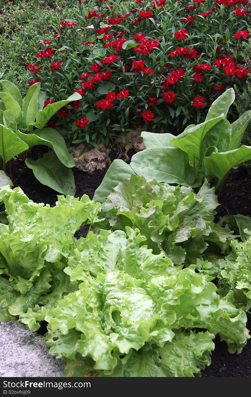 Green salads in a garden