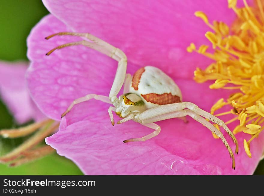 A Goldenrod Crab Spider on a wild rose flower waits patiently for its prey. This little arachnid can change colour from white to yellow depending on the flower it lands on. The process takes up to two days to complete.