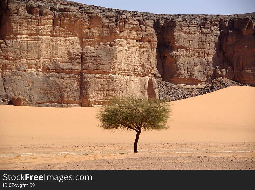 Isolated tree in the desert of Libya, in Africa. Isolated tree in the desert of Libya, in Africa