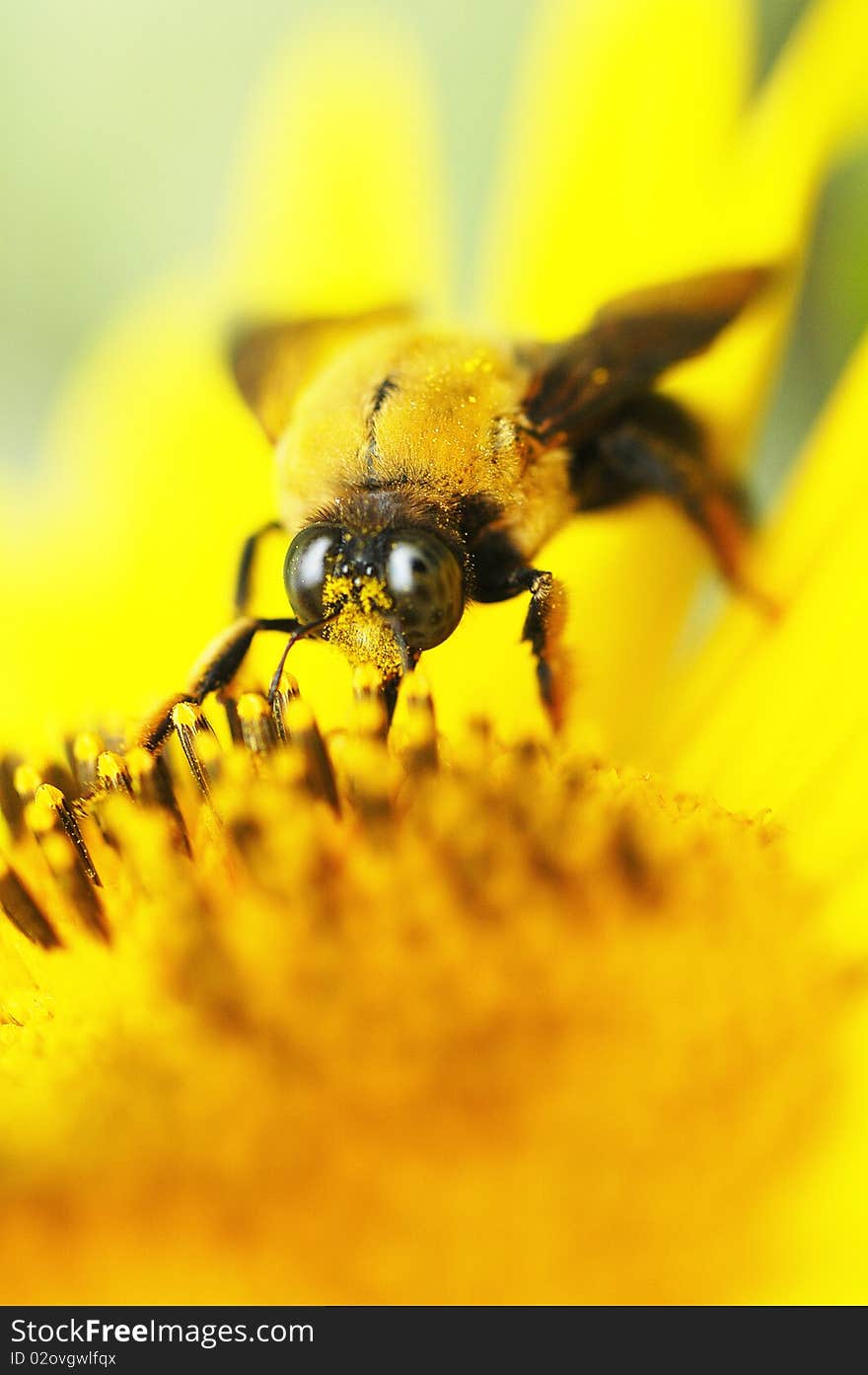 Bee