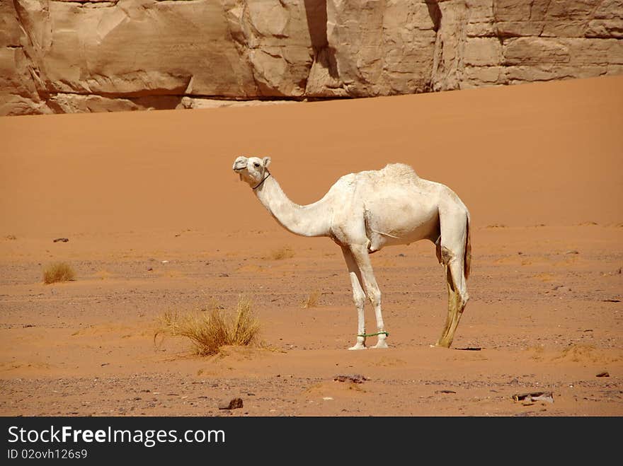 Camel in Libyan desert