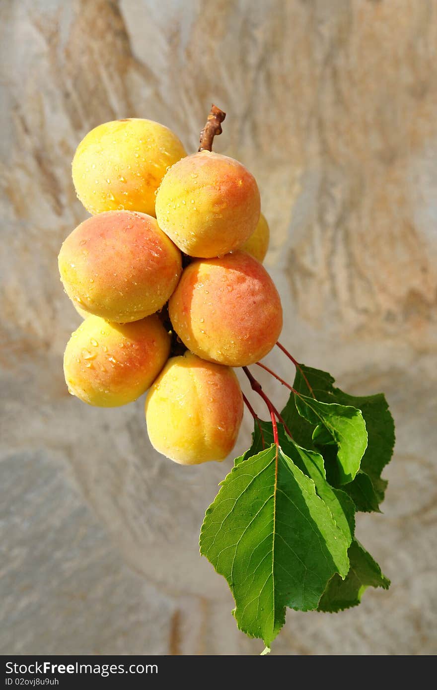 A bunch of fresh apricots