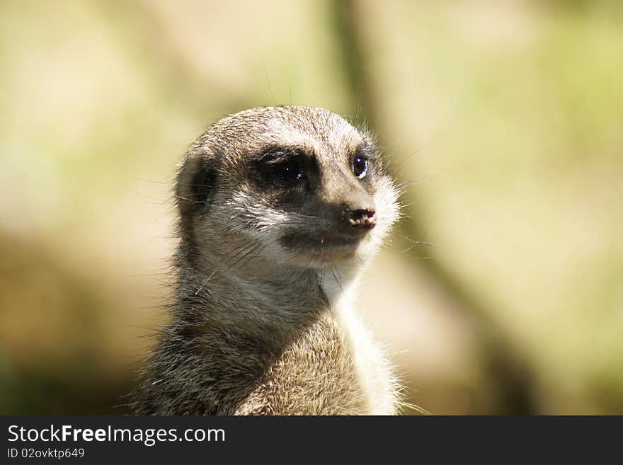 Meerkat (Suricata suricatta) with DOF background