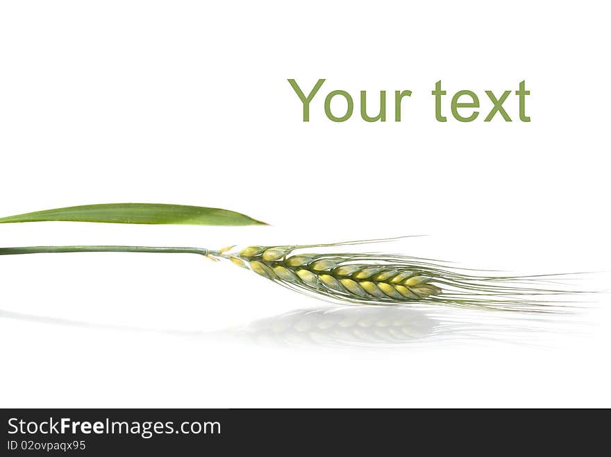 Green Wheat Isolated On White