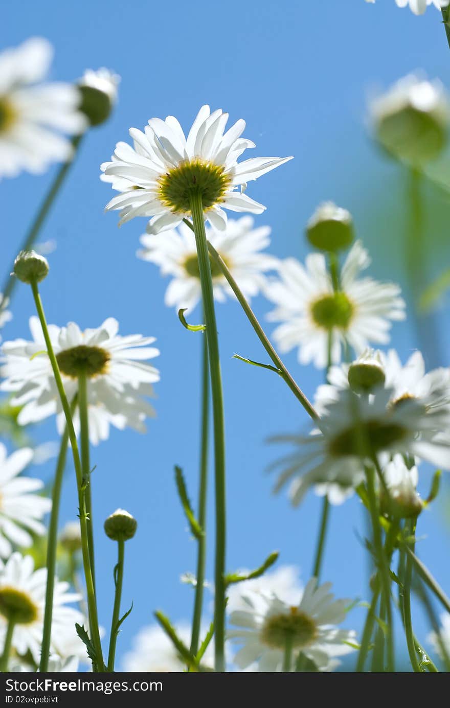 White Chamomiles On Meadow