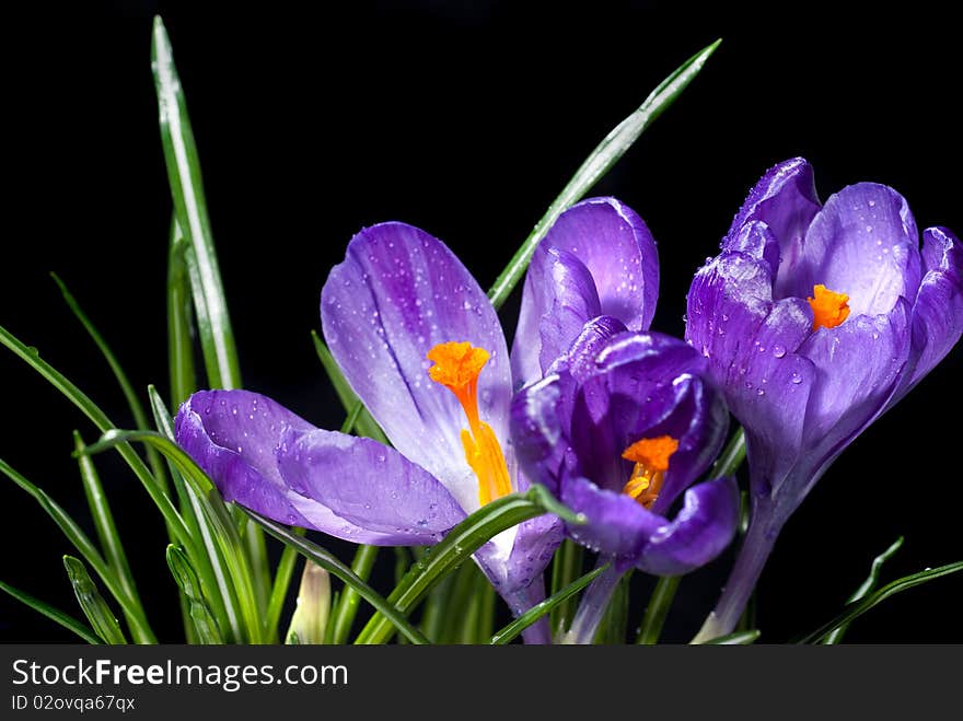 Crocus bouquet with water drops isolated on black