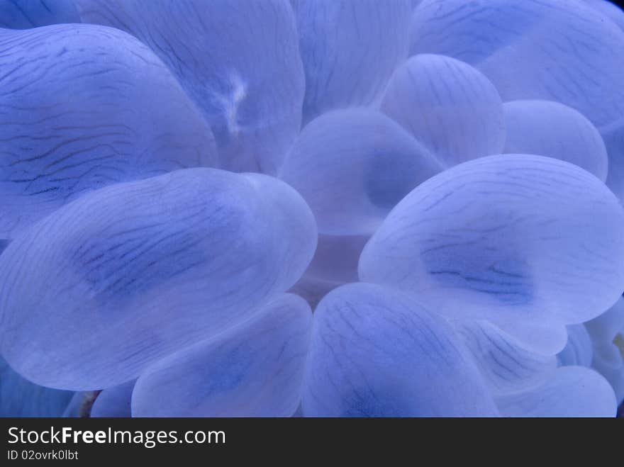 A macro photograph of bubble coral with inflated polyps