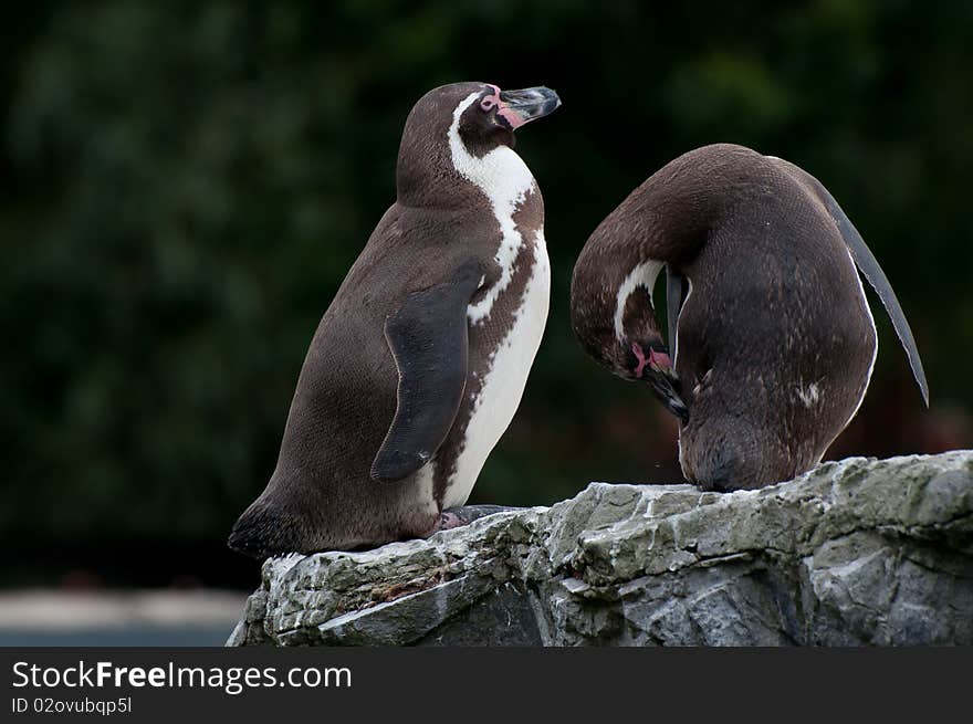 Two penguins basking in the sun