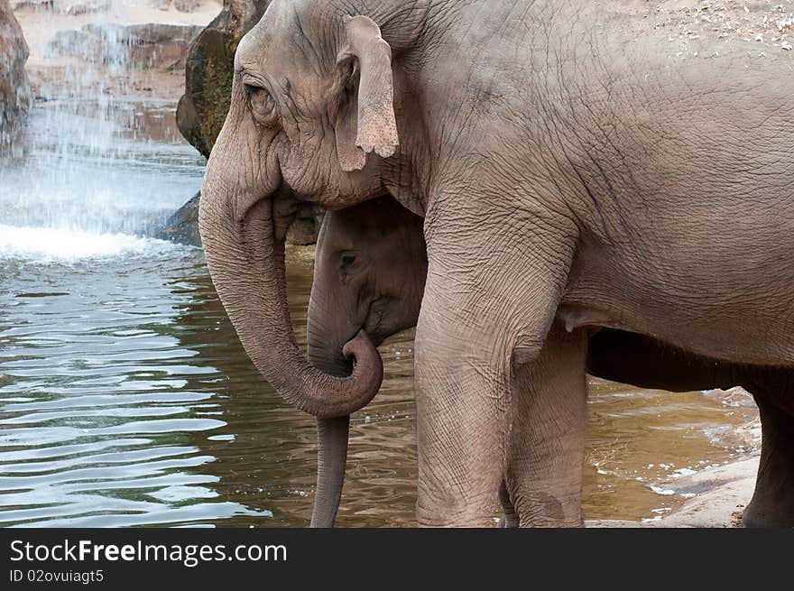 A mother and baby elephant standing by a pool. A mother and baby elephant standing by a pool