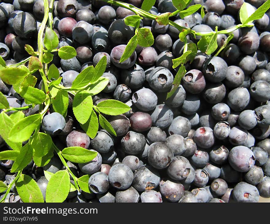 Close-up fresh blueberrie with leaf