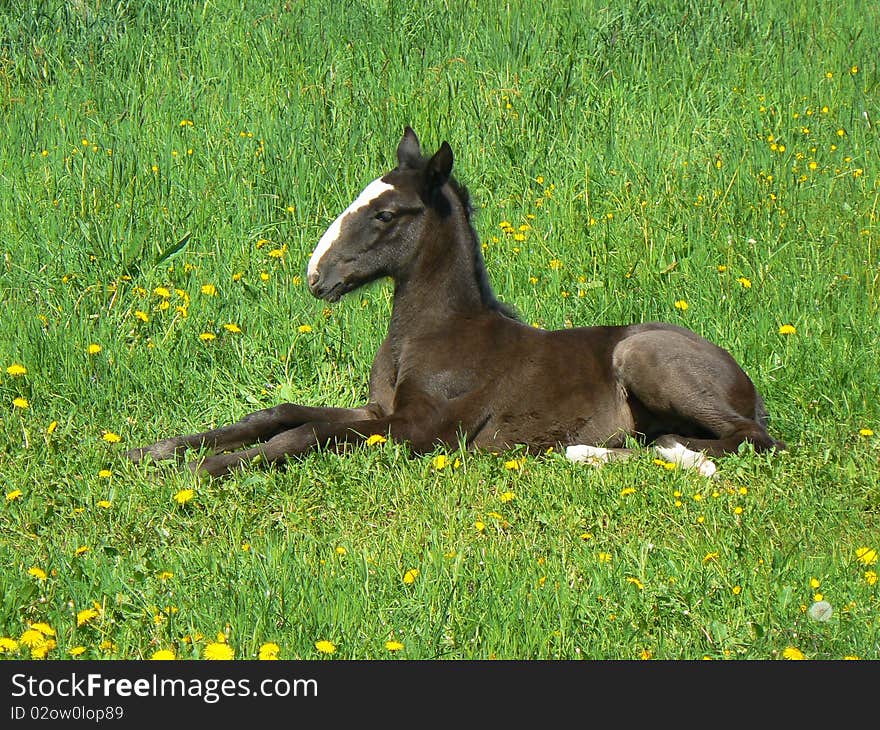 Young colt (oldkladruby horse) relaxing on the grass. Young colt (oldkladruby horse) relaxing on the grass