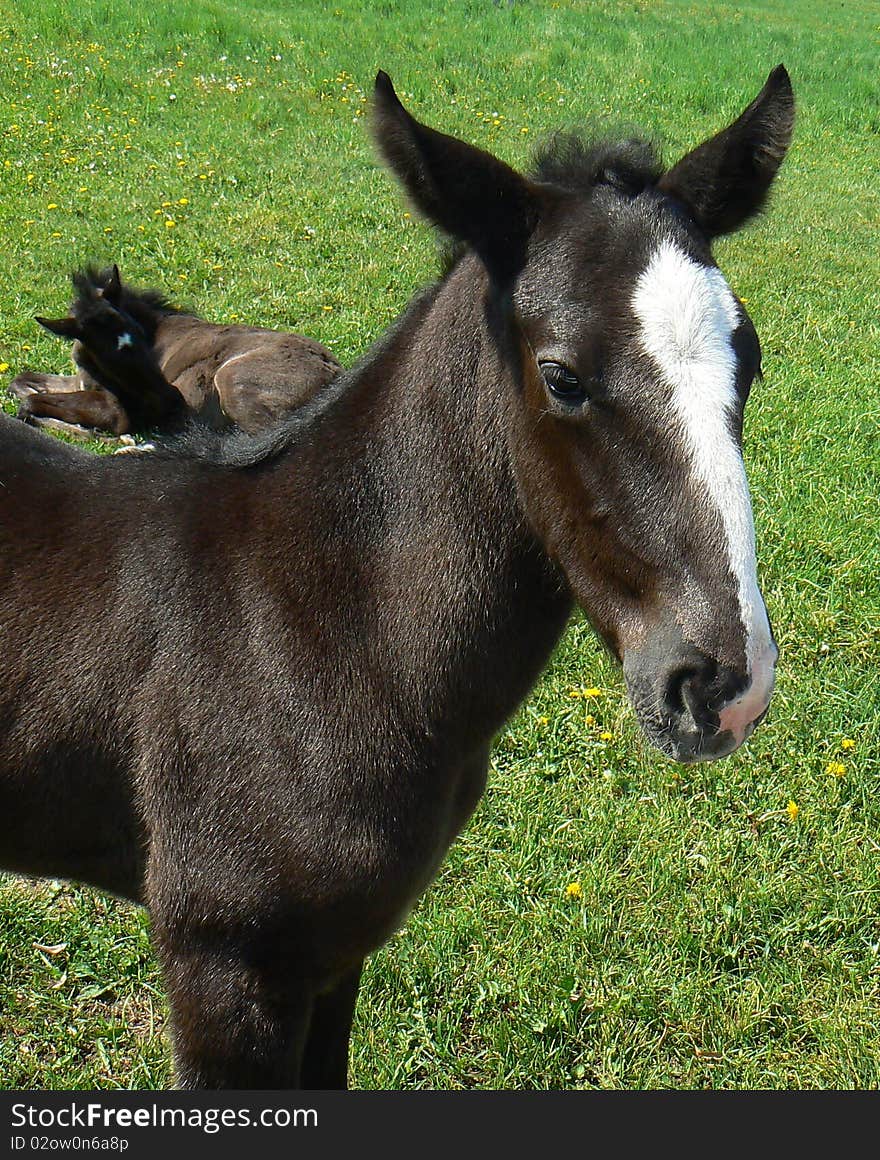 Young colt (oldkladruby horse) is looking at you. Young colt (oldkladruby horse) is looking at you