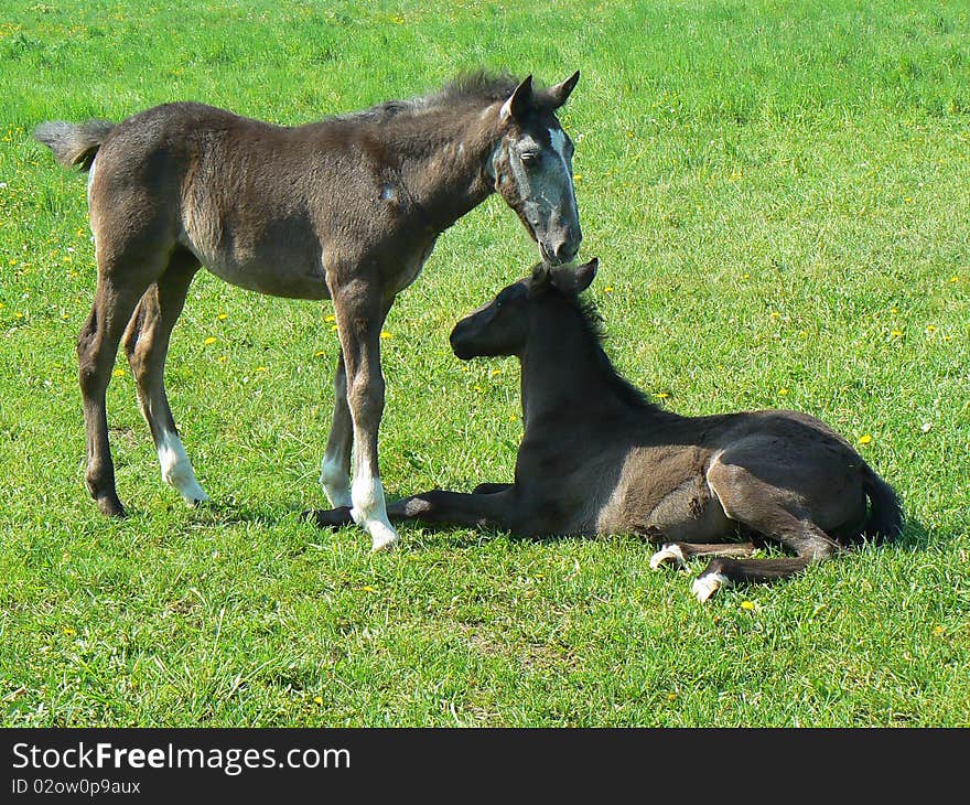 Two young colts relaxing on the grass. Two young colts relaxing on the grass