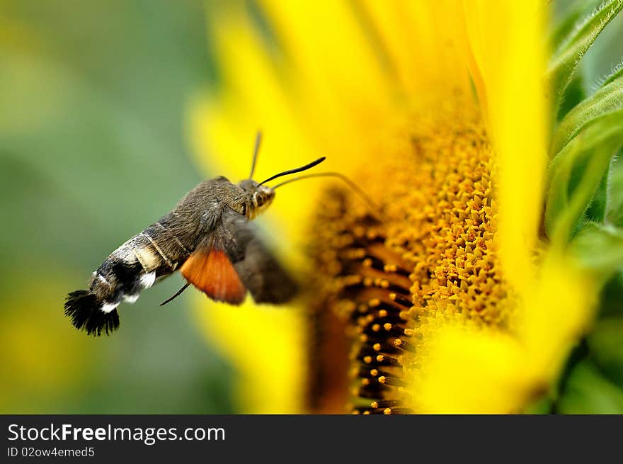 A Hummingbird hawk-moth is taking food