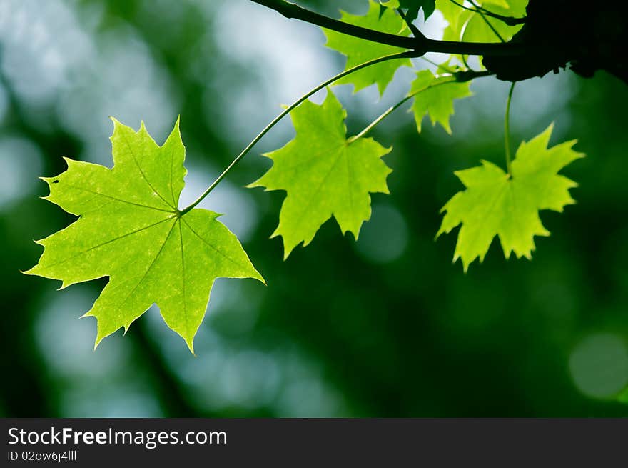 Green maple leaves in city park in the spring afternoon