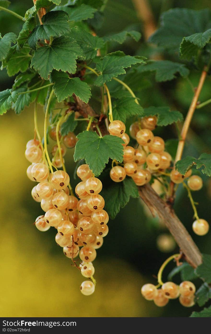 Bunch of white currants growing on a green background